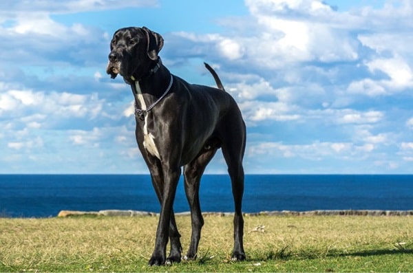 Німецький дог