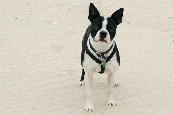 Бостон-тер'єр