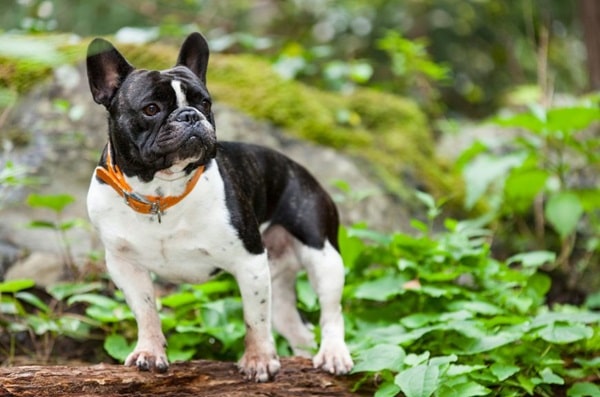 Французький бульдог