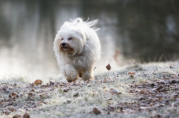 Гаванський бішон (хаванез)
