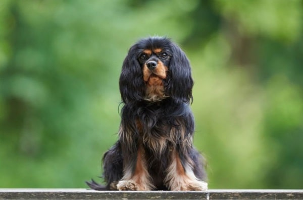 Кавалер-кінг-чарльз-спаніель