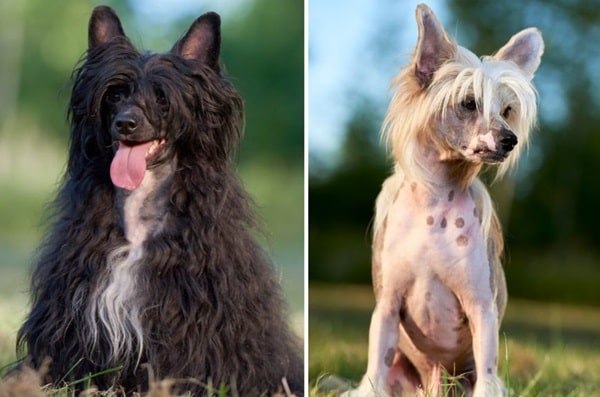 Китайський чубатий собака