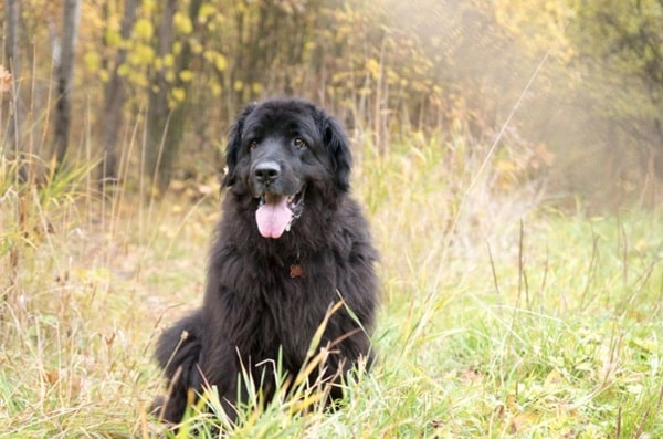 Ньюфаундленд