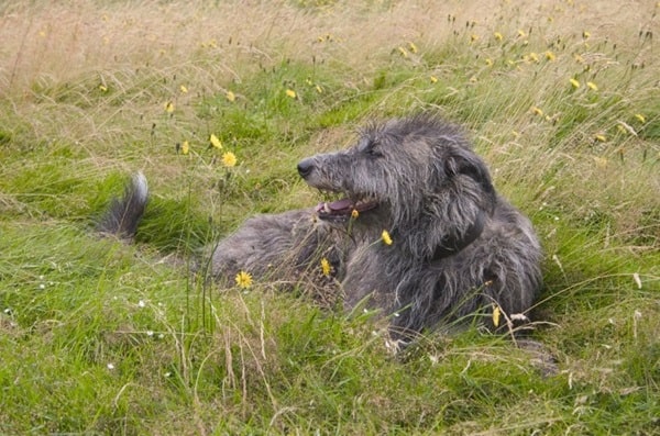 Шотландський дирхаунд