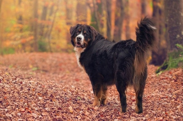 Бернський зенненхунд