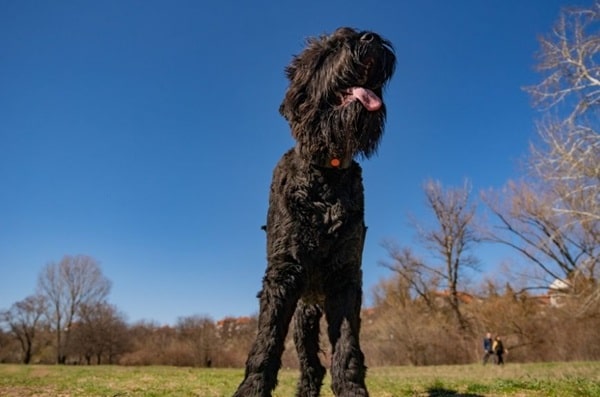 Російський чорний тер'єр