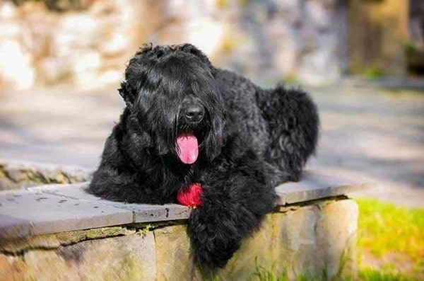 Російський чорний тер'єр