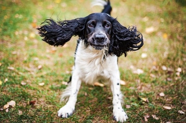 Російський мисливський спанієль