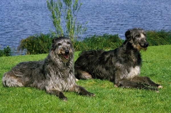 Шотландський дирхаунд