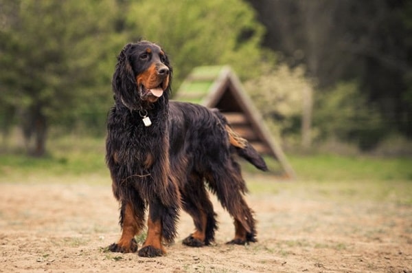Шотландський сетер