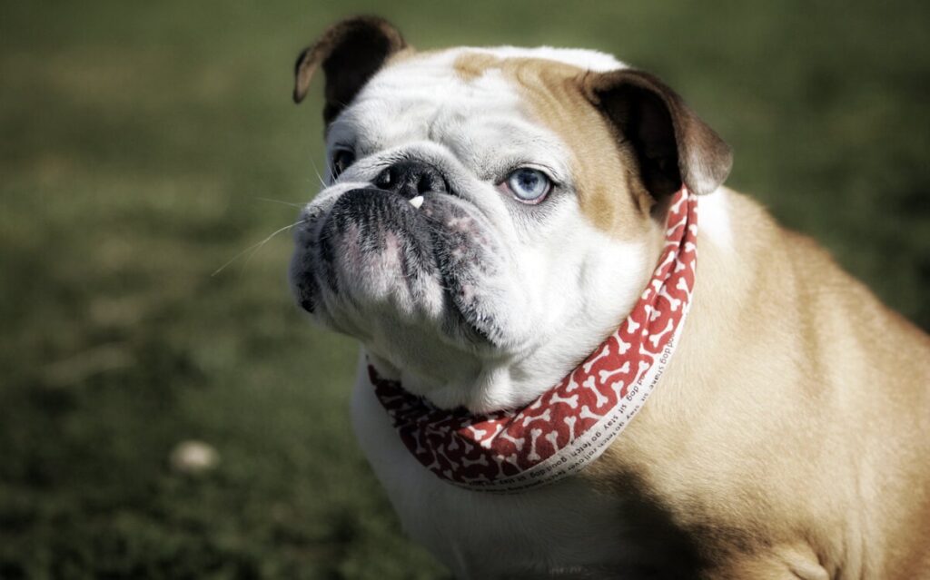 Скільки порід собак у світі?