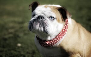 Скільки порід собак у світі?