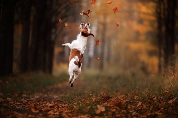 Собаки породи джек-рассел-тер'єр — відмінні стрибуни