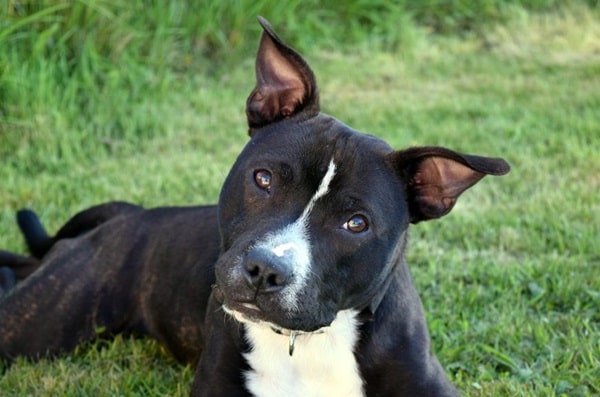 Стаффордширський бультер'єр (стаффбуль)