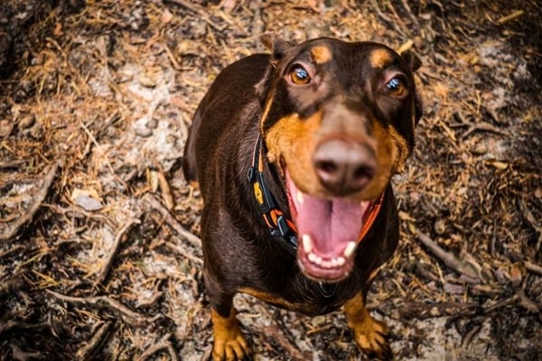 Темперамент доберманів