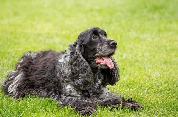 Англійський кокер-спанієль