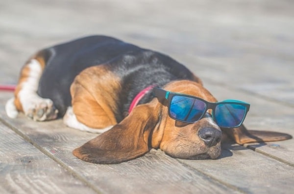 Басет-гаунд