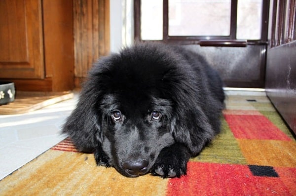 Ньюфаундленд