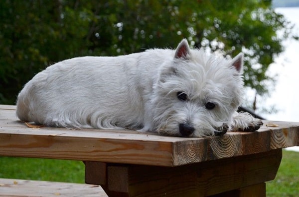 Вест-хайленд-уайт-тер'єр