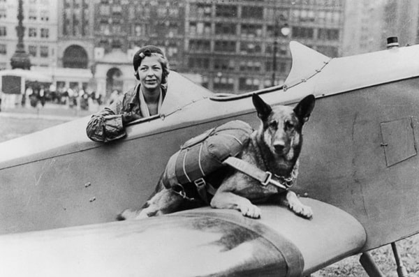 Цікаві факти про німецьких вівчарок під час Першої та Другої світових воєн