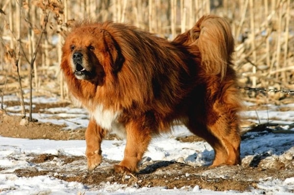 Тибетський мастиф