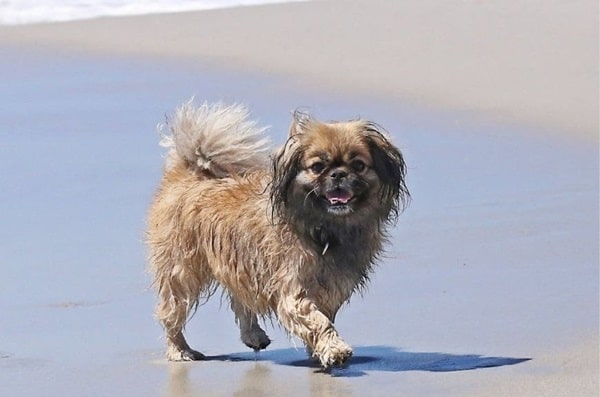 Тибетський спанієль