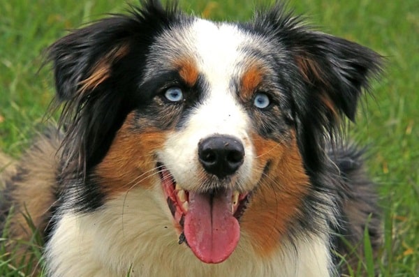 Австралійська вівчарка