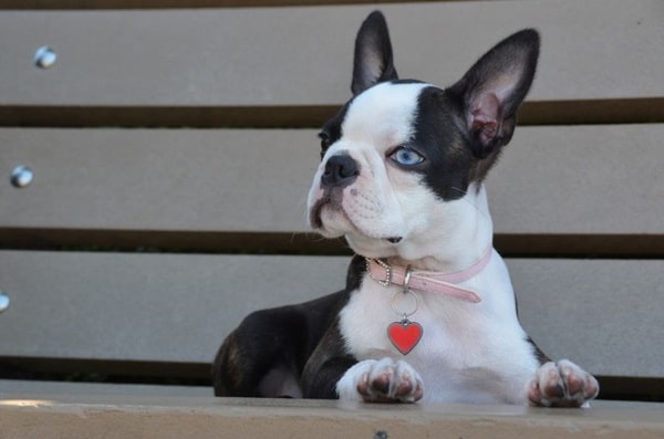 Бостон-тер'єр