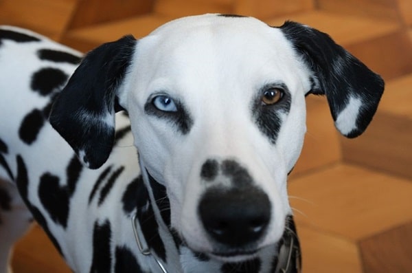 Далматинець