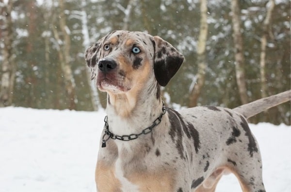 Леопардовий собака Катахула