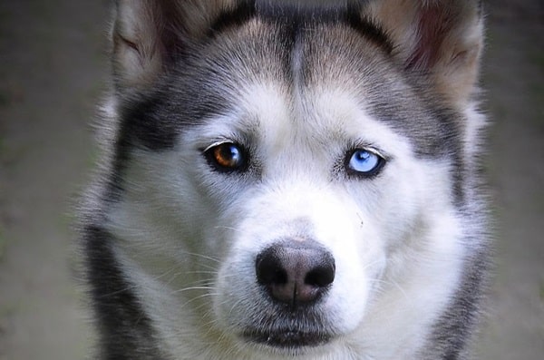 Сибірський хаскі