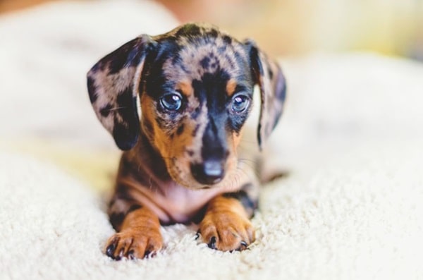 Тигрова такса