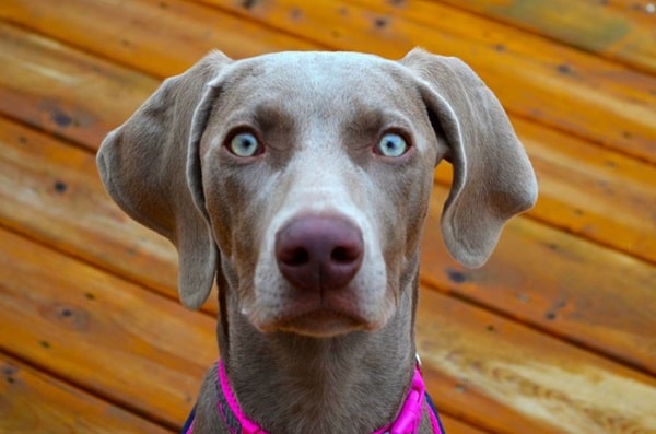 Веймаранер