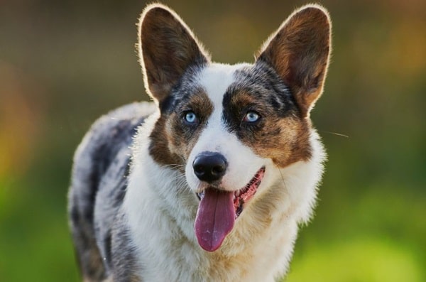 Вельш-коргі пемброк