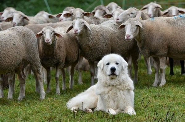 Угорський кувас