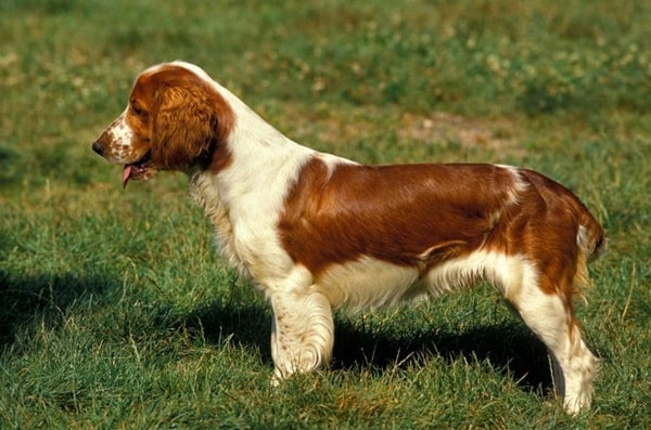 Вельш-спрингер-спанієль