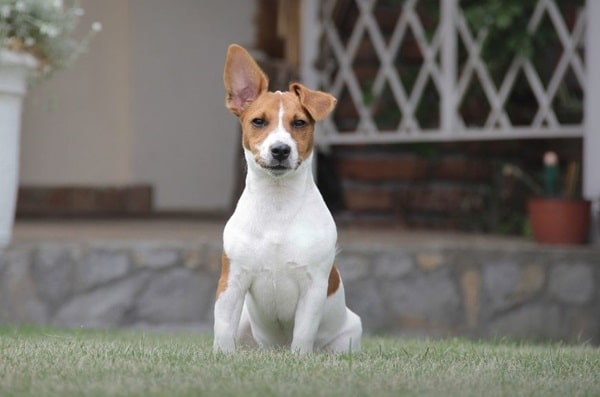Вуха джек-расселів можуть розповісти про його настрій