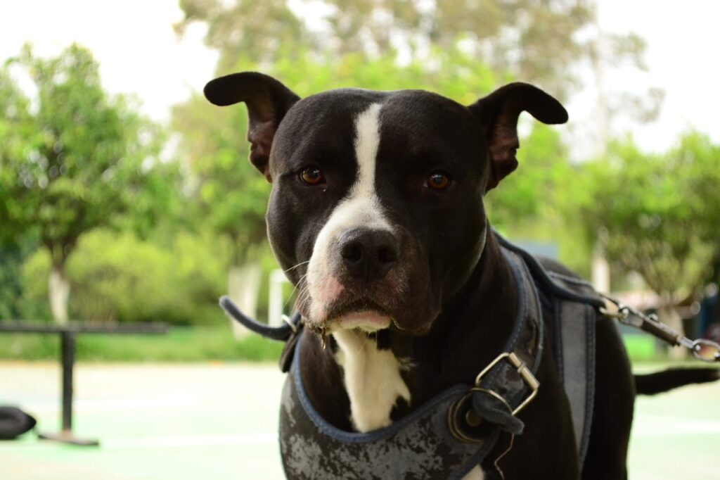 Види пітбулів.