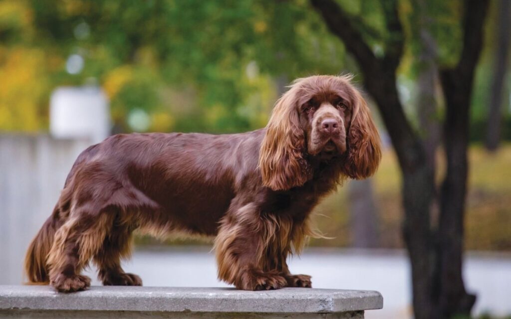 Види спаніелів: 20 порід собак із фото та описом.