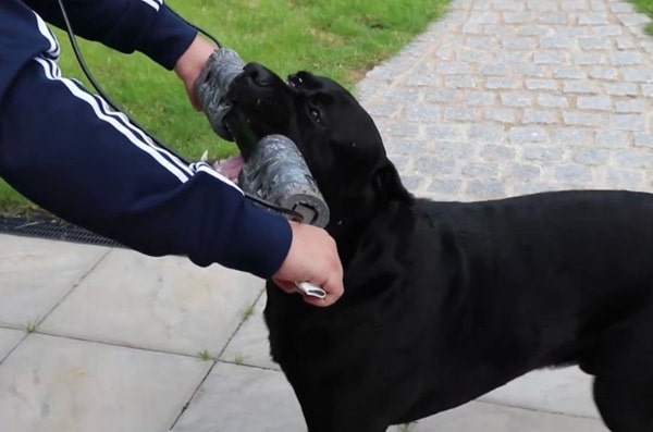 Як вимірюється сила укусу собаки?