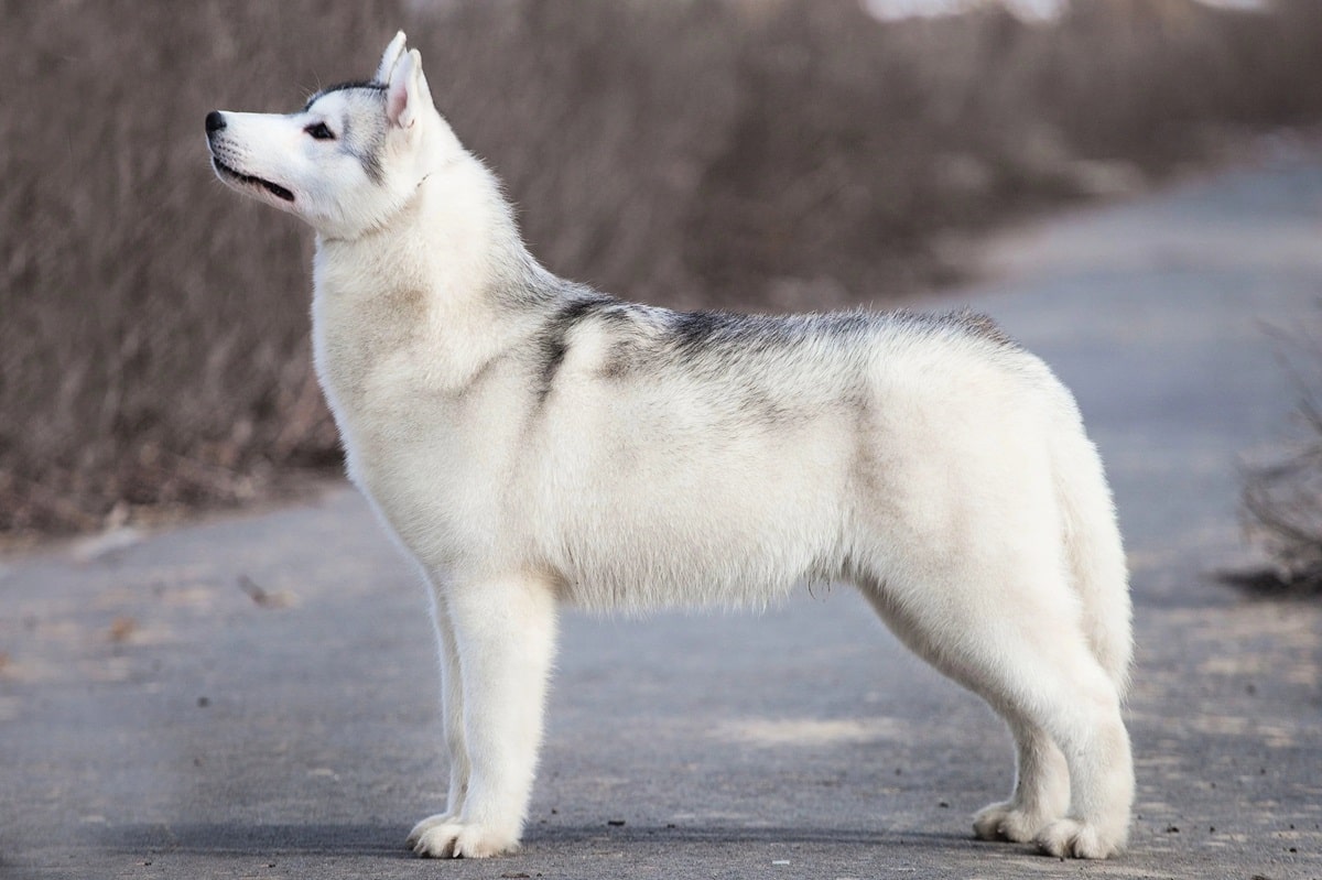 Білий хаскі — фото та опис собаки.
