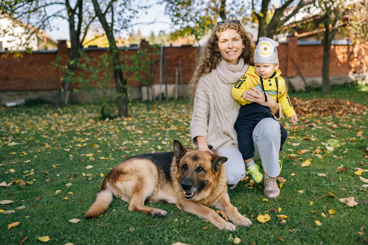 Чи злі німецькі вівчарки чи це міф?