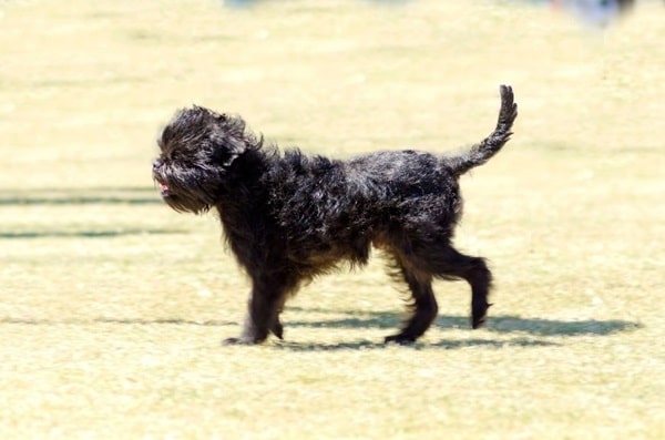 Аффенпінчер