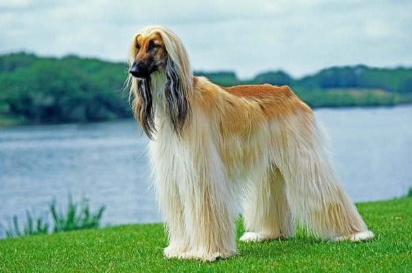 Афганський хорт