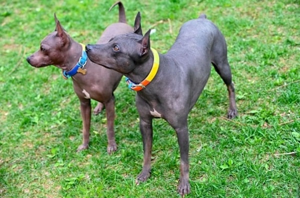 Американський голий тер'єр