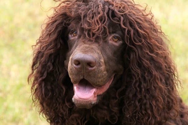 Ірландський водяний спанієль