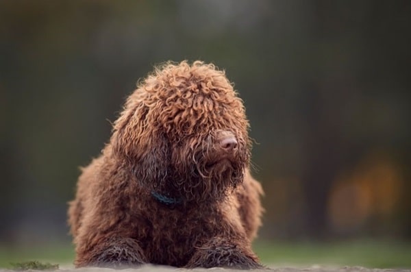 Іспанський водяний собака