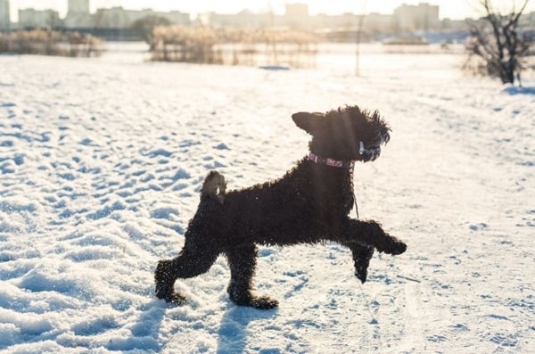 Керрі-блю-тер'єр