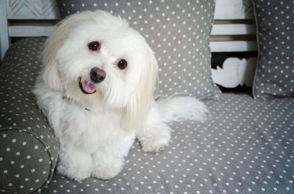 Котон-де-тулеар