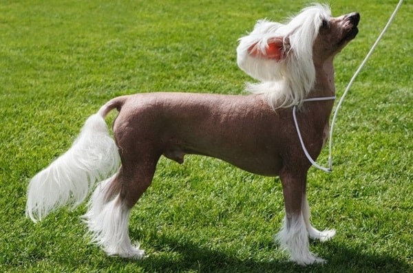 Китайський чубатий собака